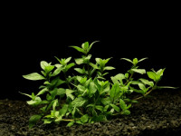 Staurogyne repens
